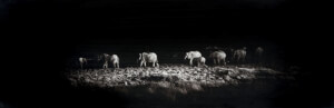 Erik Hijweege grote zwart/wit foto Elephants